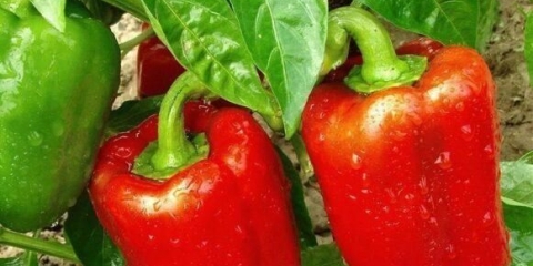 Koliko puta sedmično i kako zalijevati papriku